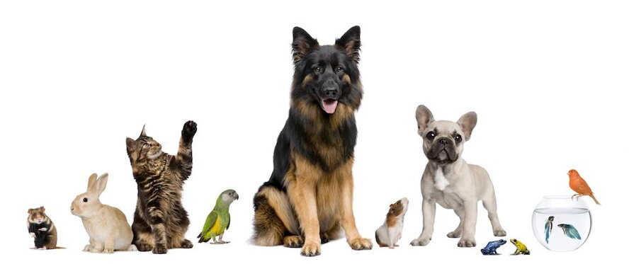 Pets_01