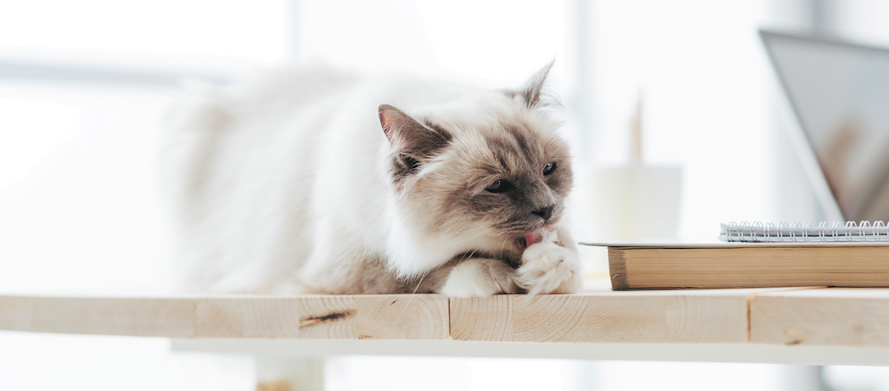 Pets_03