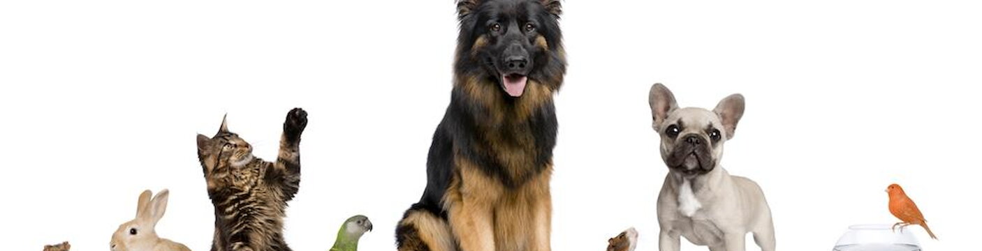 Pets_01