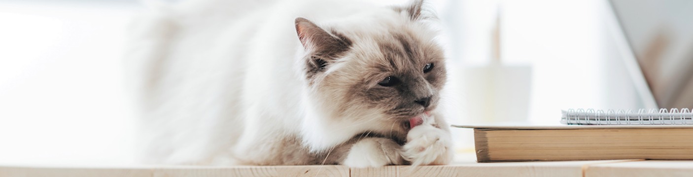Pets_03